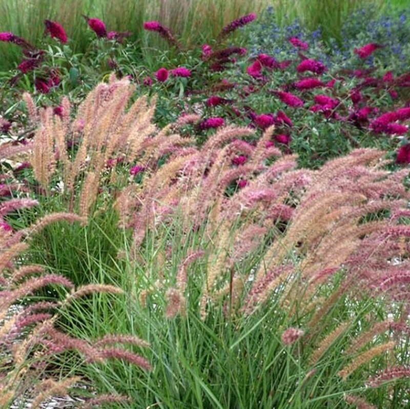 'Karley Rose' Fountain Grass - Image 3