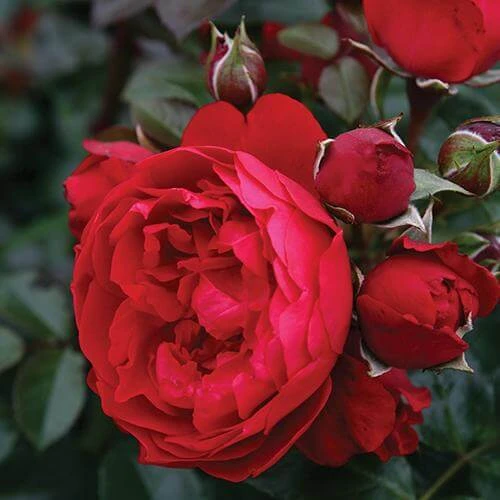 Florentina™ Climbing Rose - Image 3