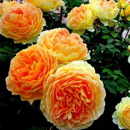 Garden Sun™ Climbing Rose - Image 2