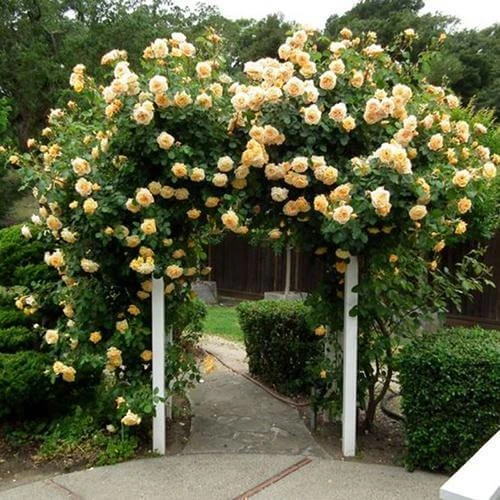 Garden Sun™ Climbing Rose