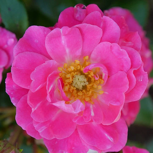 Oso Easy® Double Pink Rose - Image 3