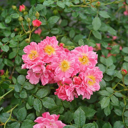 Oso Easy® Double Pink Rose - Image 4