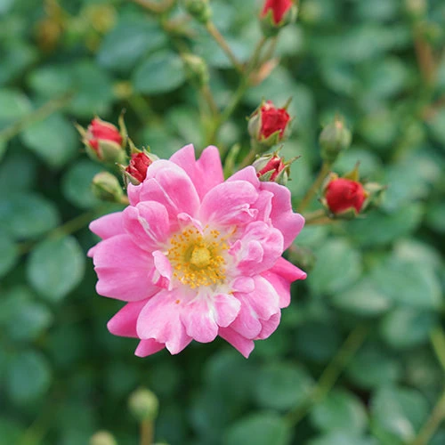 Oso Easy® Double Pink Rose - Image 6