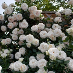 White Eden® Climbing Rose