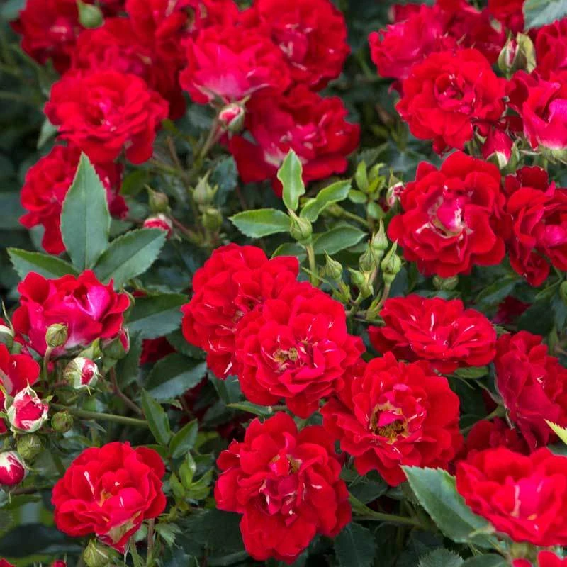 Red Drift® Rose