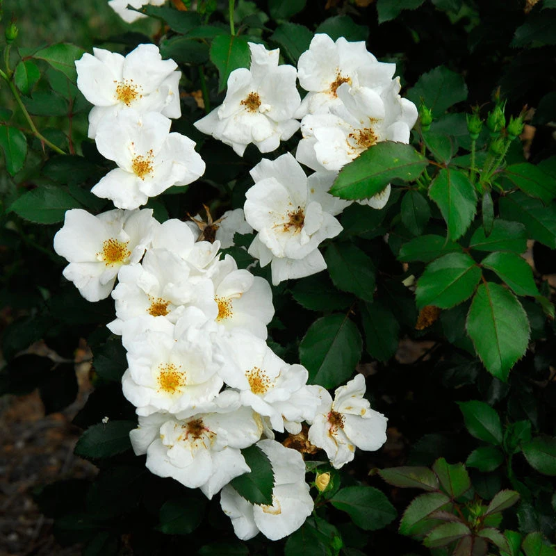 White Knock Out® Rose - Image 2