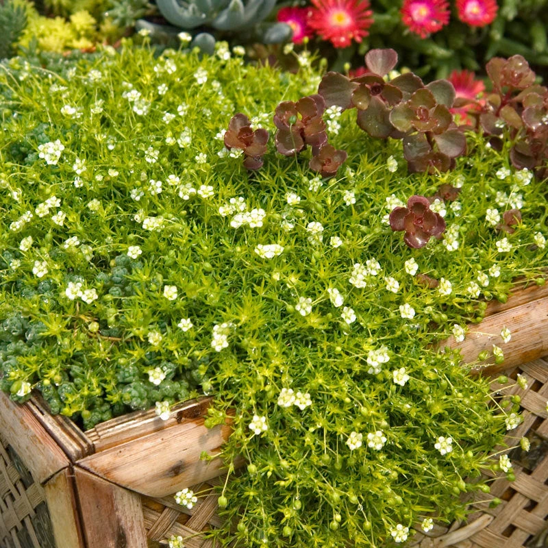 Irish Moss - Yellow - Image 2