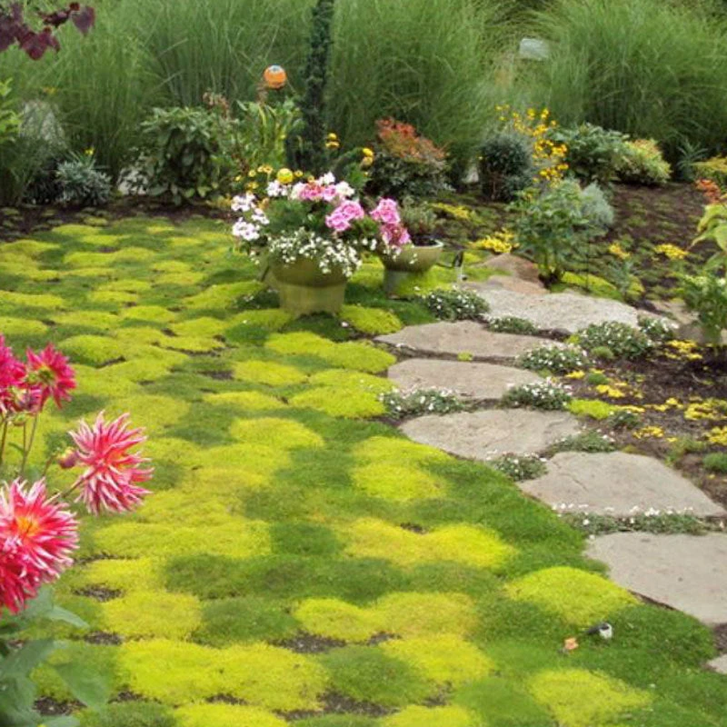 Irish Moss - Yellow - Image 3