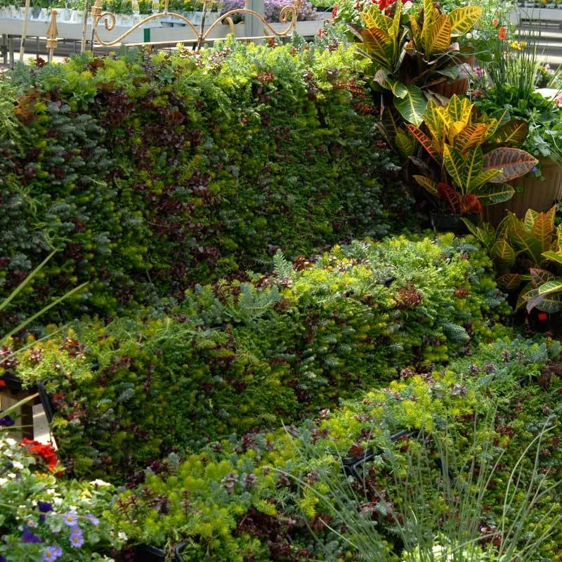 SedumSod® - Image 7