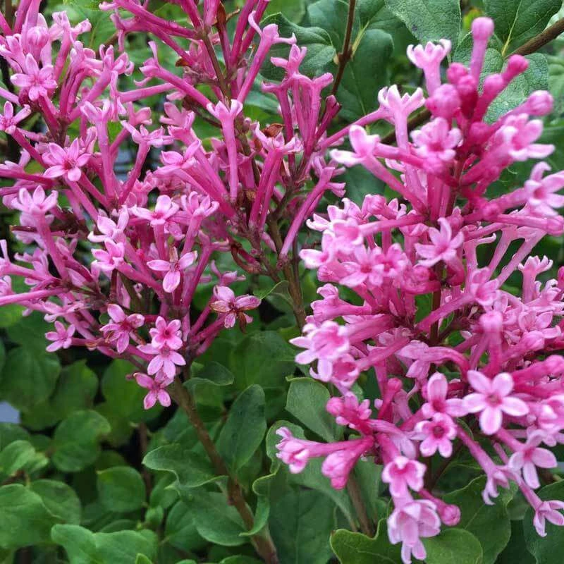 Bloomerang® Dwarf Pink Reblooming Lilac - Image 2