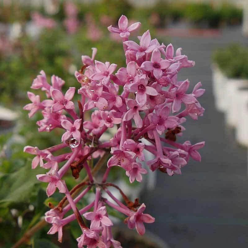 Bloomerang® Dwarf Pink Reblooming Lilac - Image 4