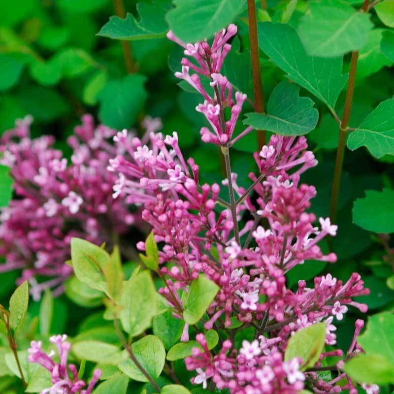 Bloomerang® Dwarf Pink Reblooming Lilac - Image 6
