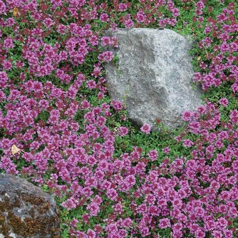 Red Creeping Thyme - Image 2