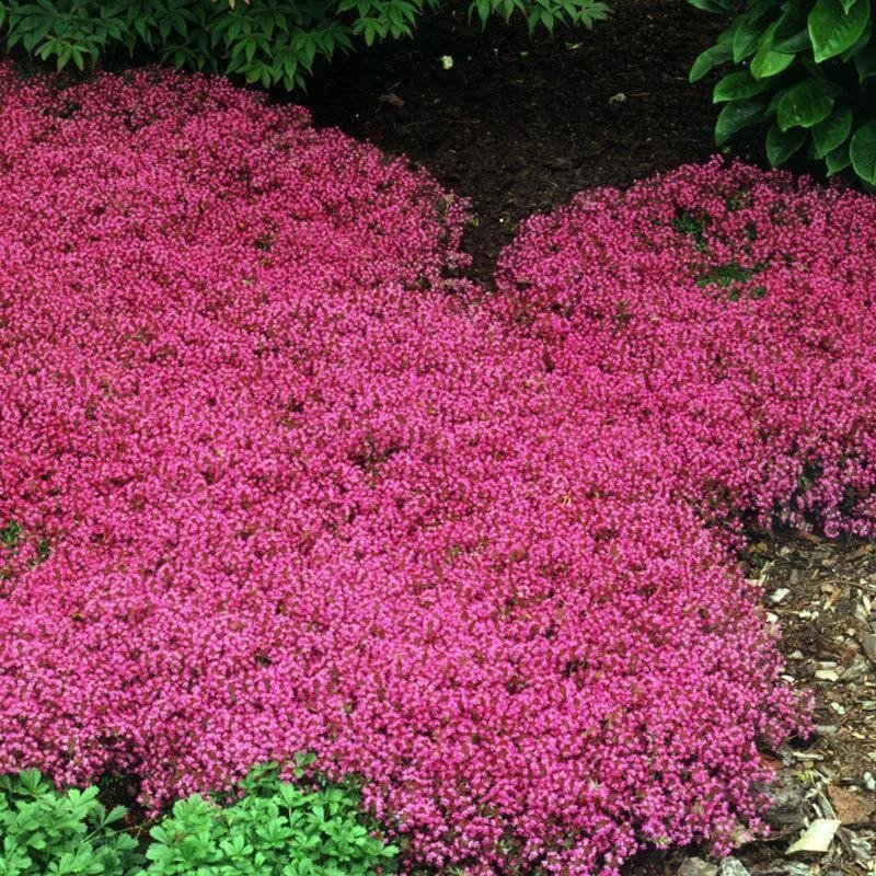 Red Creeping Thyme