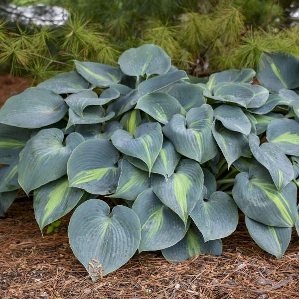 'Touch Of Class' Hosta