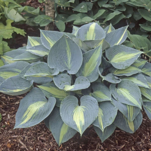 'Touch Of Class' Hosta - Image 3