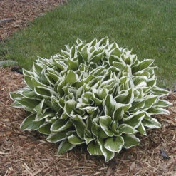 'Undulata Albomarginata' Hosta
