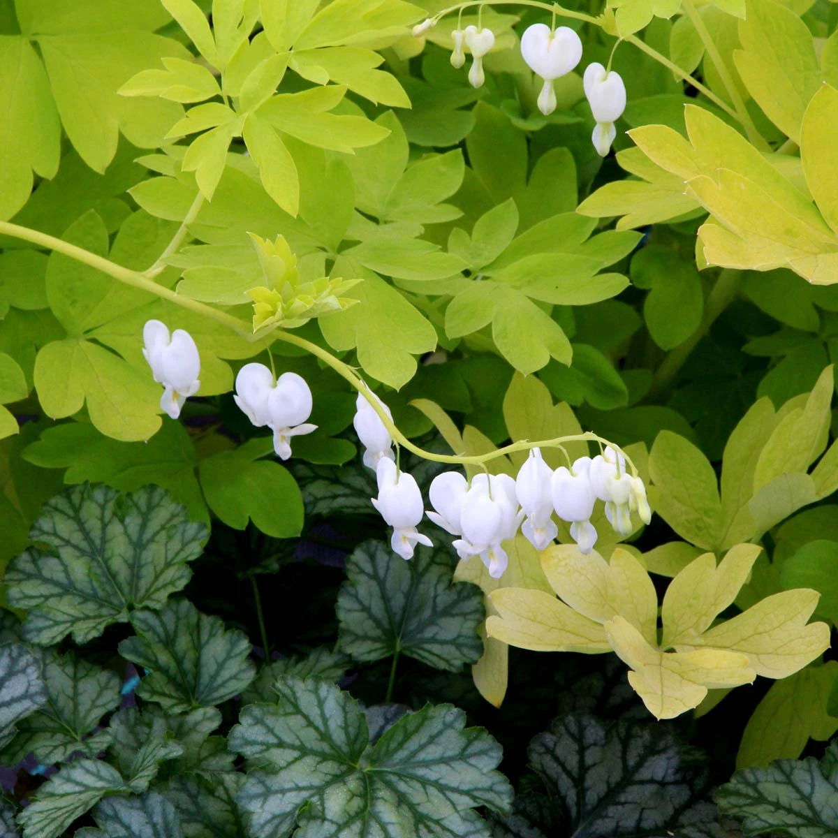 'White Gold' Bleeding Heart