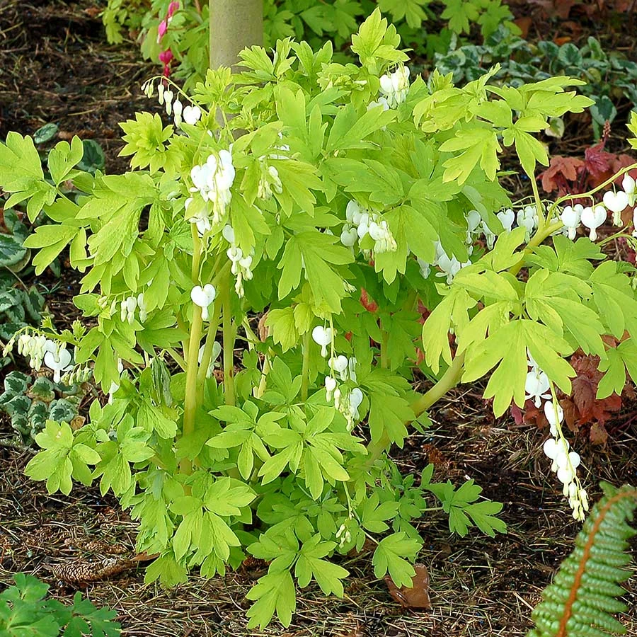 'White Gold' Bleeding Heart - Image 2